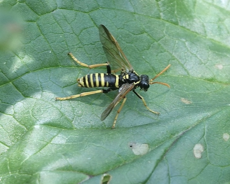 figwort sawfly